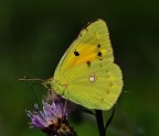 farfallina gialla