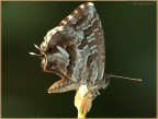farfalla marrone ritoccata sembra meglio?