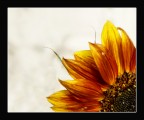 Un-quarto-di-sole