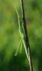 dominante verde