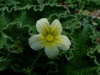 Un delicato fiore in penombra, sull'argine del fiume Chienti (MC)