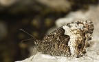 Nikon D80 18-135mm
1/125s
100 ISO
135mm

Commenti e Critiche sono ben accette.
Posto la foto perch  praticamente l'unica che ho mai scattato di questo genere, molto interessante, ma che ritengo un po' a se stante, anche per quanto riguarda l'attrezzatura.

aspetto commenti feroci, poi poster anche quella non croppata
