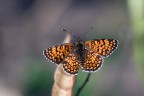 Mellicta athalia