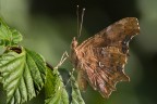 Farfalla  &quot;Pietrificata&quot;
