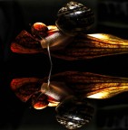 Doppiamente cornuta Doppiamente cornuta