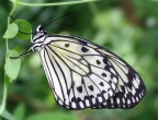 idea leuconoe