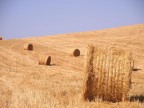 come se ne trovano tante in Toscana in questo periodo....ci ho lavorato un po' su... piuttosto su questo che chiedo consigli per migliorarmi.....