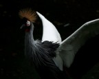 Gru Coronata