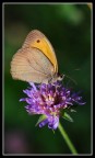 Farfalla