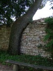 ...anche gli alberi guardano verso l'orizzonte...anzi sembra quasi sia poggiato sul muro... come fosse stanco!!