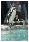Pinguino idraulico