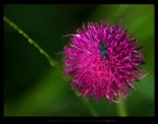 microcosmo 2