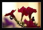 Controluce