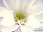 purity