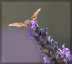Sulla lavanda