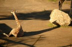 Dallo zoo di Roma