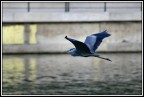 Airone
