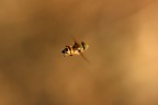 In volo...