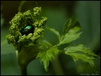microcosmo 3