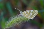 Pontia edusa