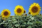 3-girasoli