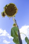 mi manca il sole! :(
