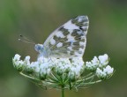 servita su un piatto di fiori