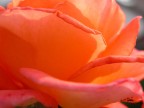 Fatta con Coolpix 5700