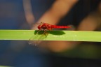 rosso