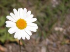 Fatta con Coolpix 5700