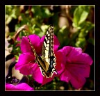 Farfalla (2)