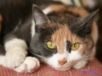 La mia gattona