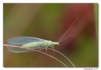 Chrysopa formosa...... Chrysopa formosa......