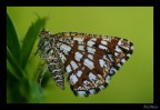 Fibrata