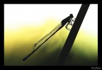 Silouette