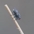 Mosca - di primo mattino Mosca - di primo mattino