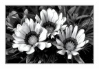 Tre Fiori