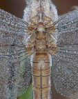 Libellula - gioielli naturali