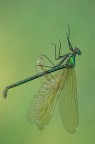 E' la fine (Calopterix splendens) E' la fine (Calopterix splendens)
