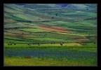 Pennellate di colore