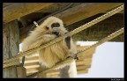 Zoo di Lisbona, Portogallo