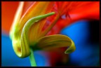 Fiore