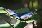 Farfalla