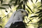 Aquila