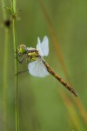 Libellula fra l'erba bassa Libellula fra l'erba bassa