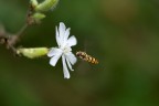 Dittero in volo