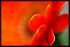 Fiore