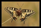 Papilio macaon Papilio macaon