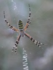 Argiope bruennichi Argiope bruennichi