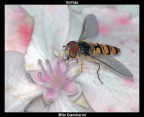 Episyrphus Balteatus Episyrphus Balteatus